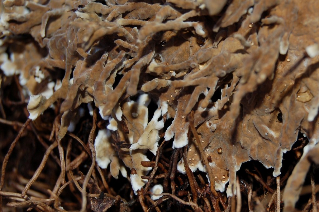 Aphyllophorales su edera. (Lopharia spadicea)